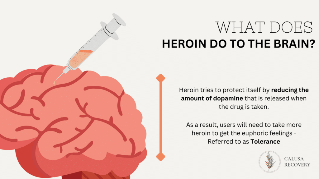 What does heroin do to the brain?